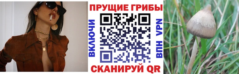 Галлюциногенные грибы Psilocybe Шахты